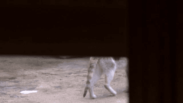 콘크리트 위를 걷는 고양이