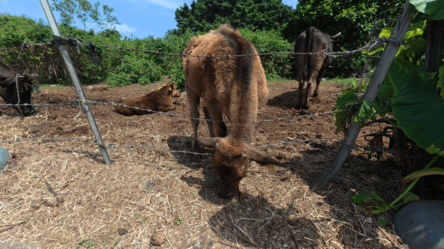 Cow grazing inside fence