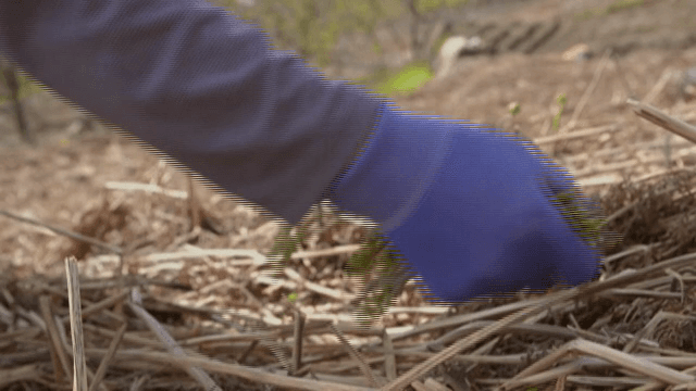 들판에서 고사리를 수확하는 사람