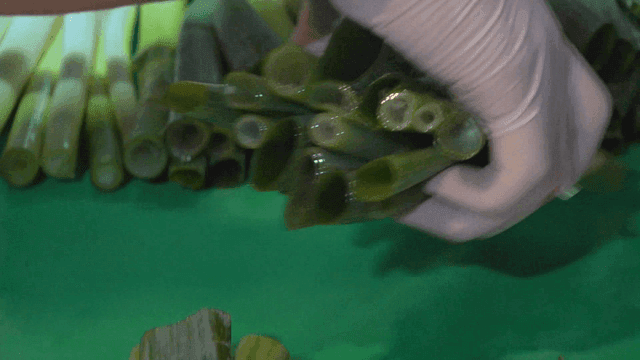 Gloved hand cutting green onions evenly with knife in kitchen