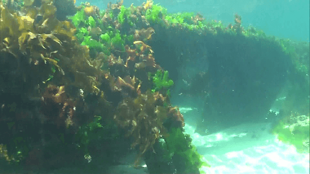 Underwater scene with seaweed and fish