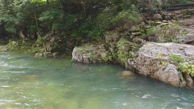 Tranquil river flowing through a forest