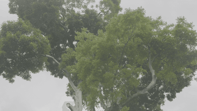 Large tree with lush green leaves