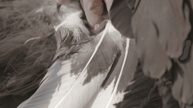 Hand examining feathers of white-tailed eagle