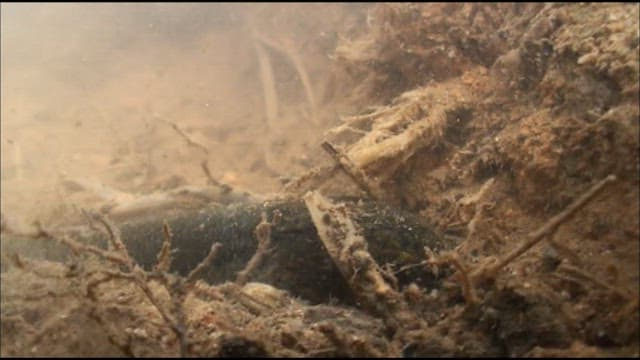 Underwater View of Albino Swamp Eel Swimming Amongst Debris