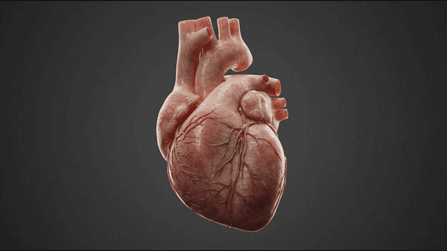 Detailed view of a human heart model