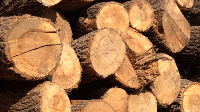 나무의 나이테가 보이는 쌓인 통나무