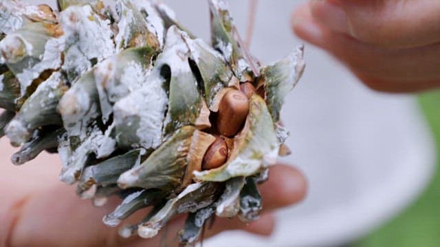 손으로 솔방울을 벗겨 씨앗을 드러내기