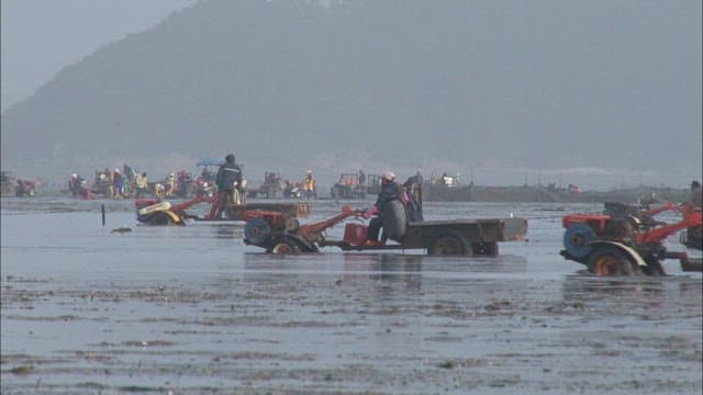 Seaside workers harvesting with tractors