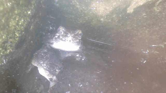 Frog resting in damp corner