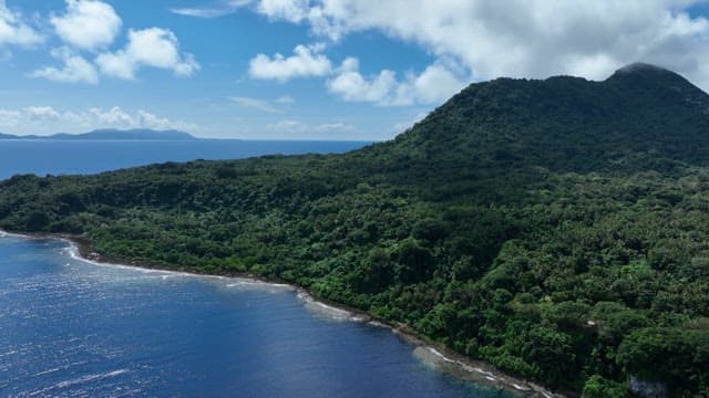 Dense forest along a coastal shoreline