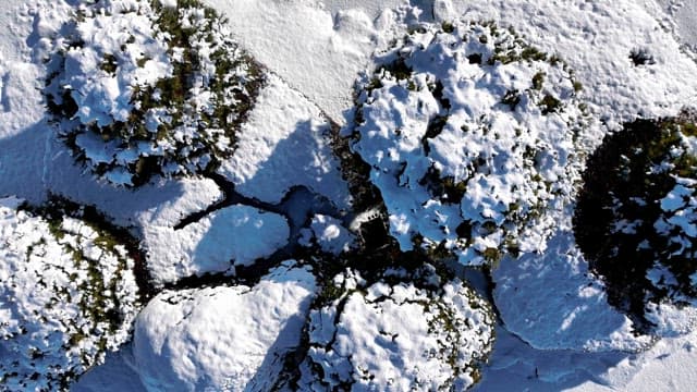 나무가 있는 눈 덮인 풍경