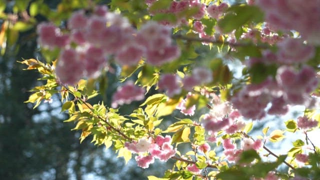 Pink Cherry Blossoms in Full Bloom on a Sunny Day