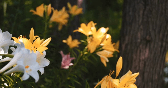 정원에 있는 노란색과 흰색 백합