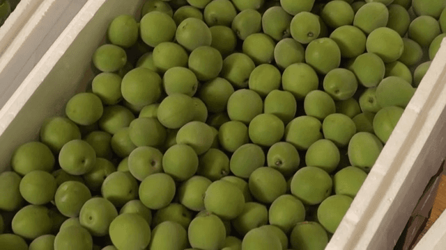Fresh green plums in a container