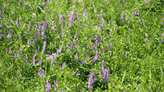 Purple wildflowers in a lush green field