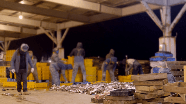 Workers pouring fish at busy dock