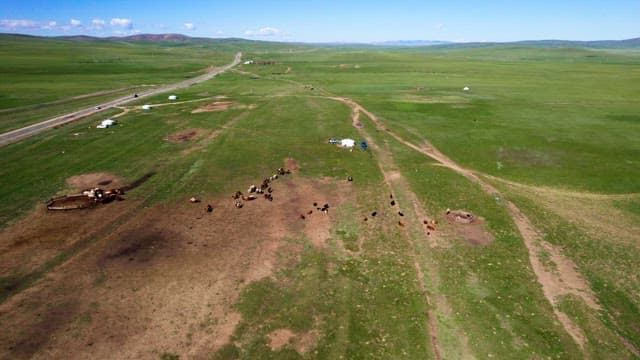 Expansive Grasslands with Livestock under the Blue Sky