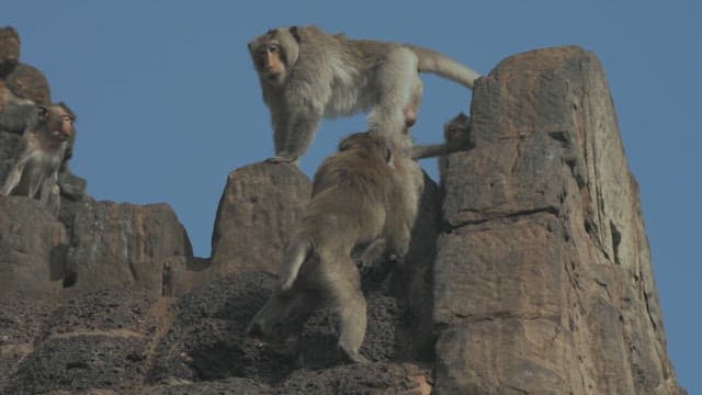 Monkeys Playing on a Stone Structure in Ancient Temple