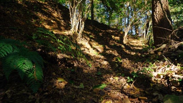 Forest landscape on a sunny day with foliage and stones