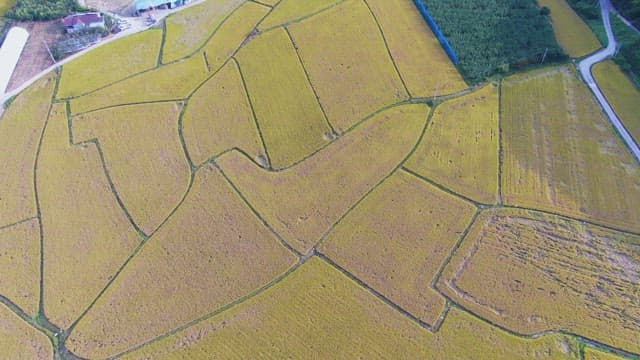 Expansive farmland with golden fields