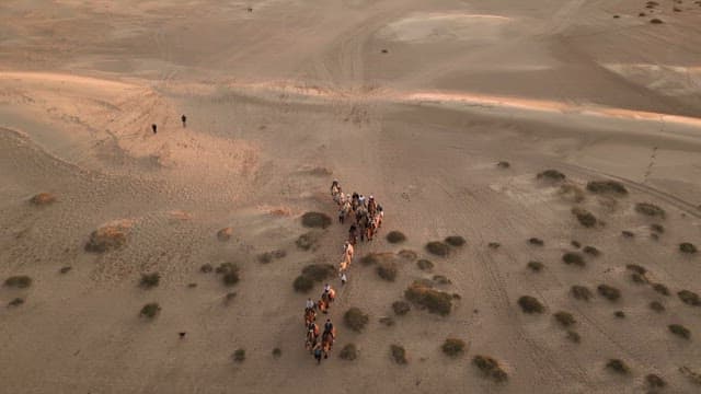 Camels crossing the desert