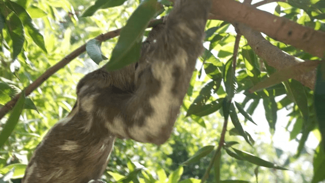 나무 가지에 매달린 나무늘보