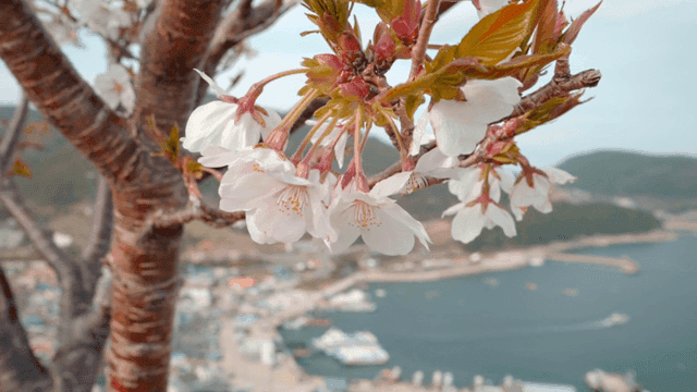 Cherry blossoms overlooking coastal town