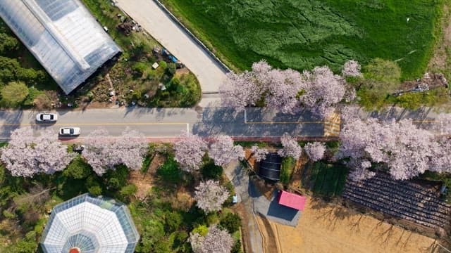 Cherry blossoms lining a rural road