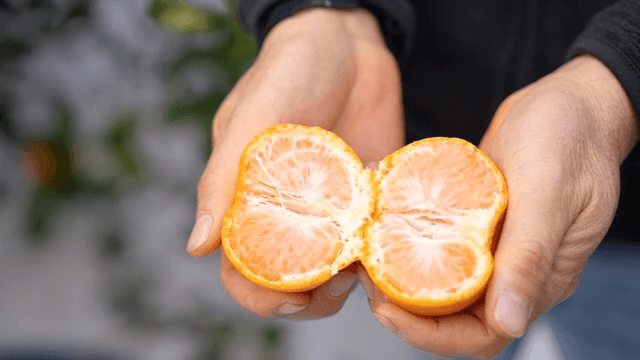 야외에서 신선한 귤을 까는 손