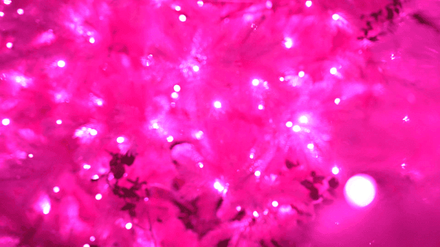 Bright pink lights on a festive tree