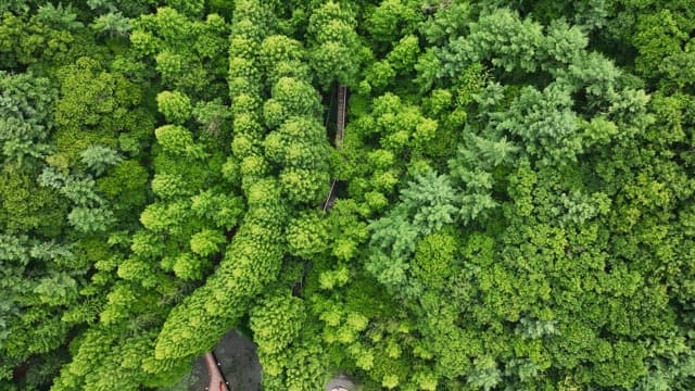 푸른 나무가 우거진 숲