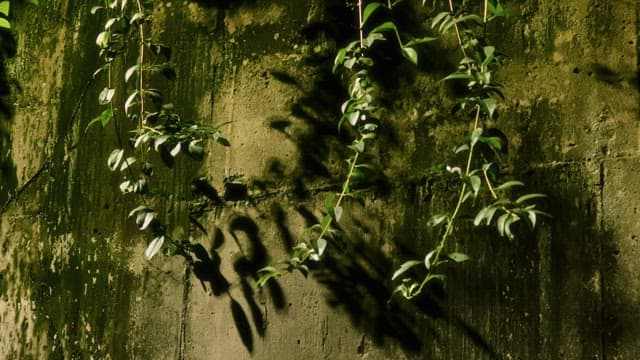 Green vines hanging on a concrete wall