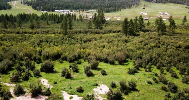 Scenic forest landscape with yurts