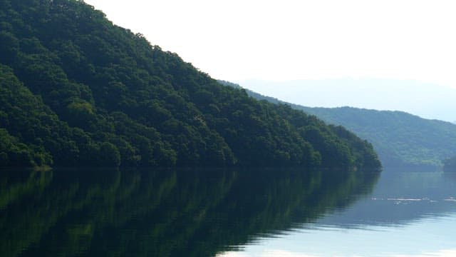 Calm lake surrounded by green dense forest