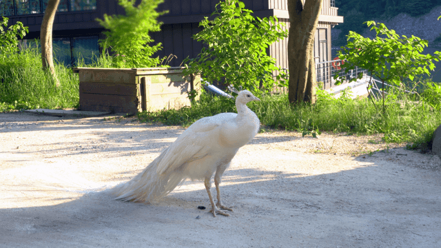 정원에 있는 흰 공작새