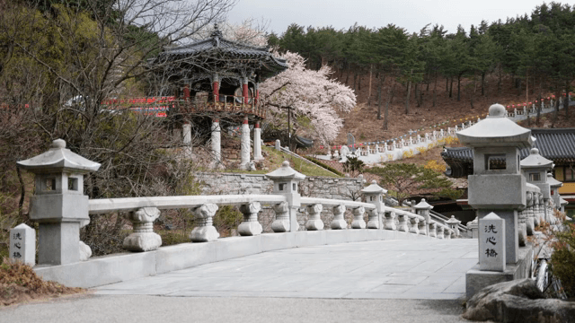 벚꽃이 핀 한국 전통 정자