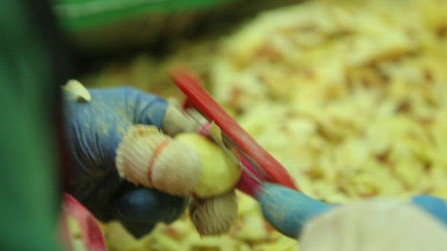 장갑을 끼고 밤을 까는 손