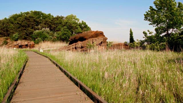 Wooden path through a grassy field