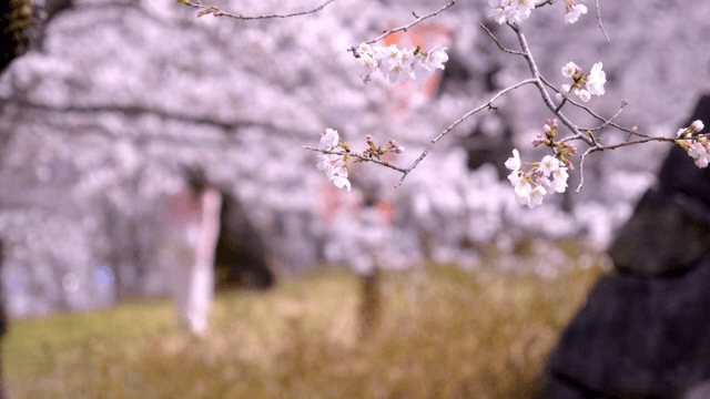A woman enjoying cherry blossoms in spring
