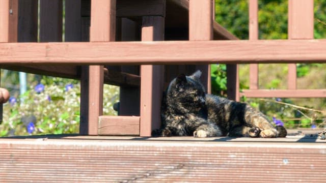 Cat sitting on a wooden deck in a sunny garden