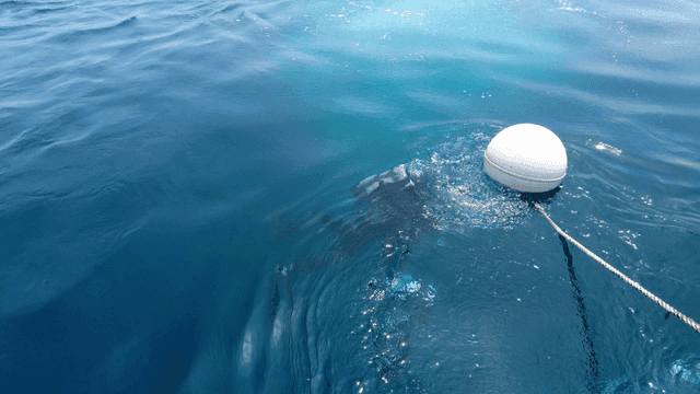 Sea where diver is near buoy