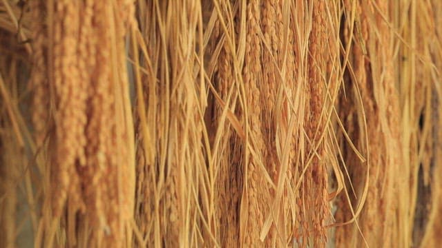 정미를 위해 건조되고 있는 대한민국 토종쌀