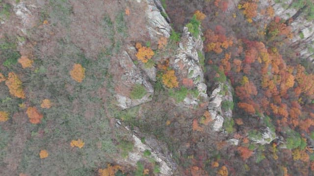 Colorful autumn foliage on rocky mountains