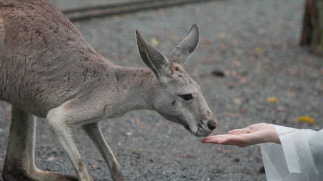 Kangaroo eating from a person's hand