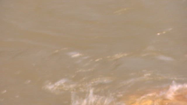 Amazon redtail catfish caught with a line in the river