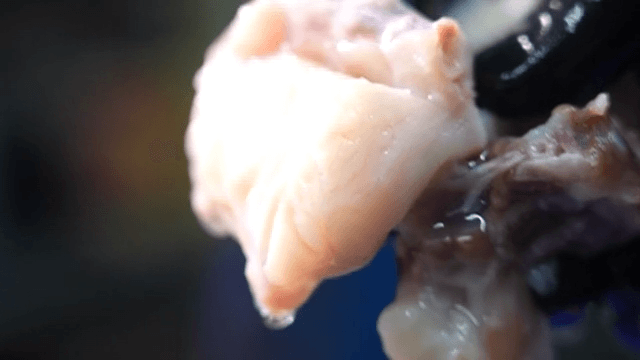 깨끗하게 세척된 신선한 복어살