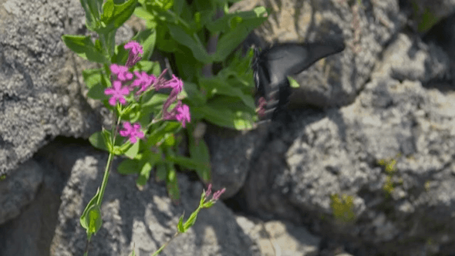 바위 옆 분홍 꽃에 앉은 나비