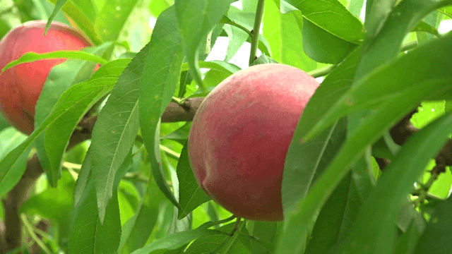Ripe peach fruits among green leaves