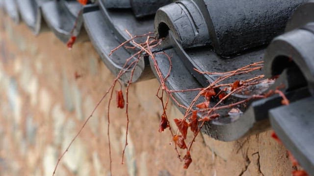 Ivy vines on a traditional roof tiles of a traditional house on a rainy day.